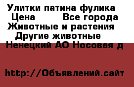 Улитки патина фулика › Цена ­ 10 - Все города Животные и растения » Другие животные   . Ненецкий АО,Носовая д.